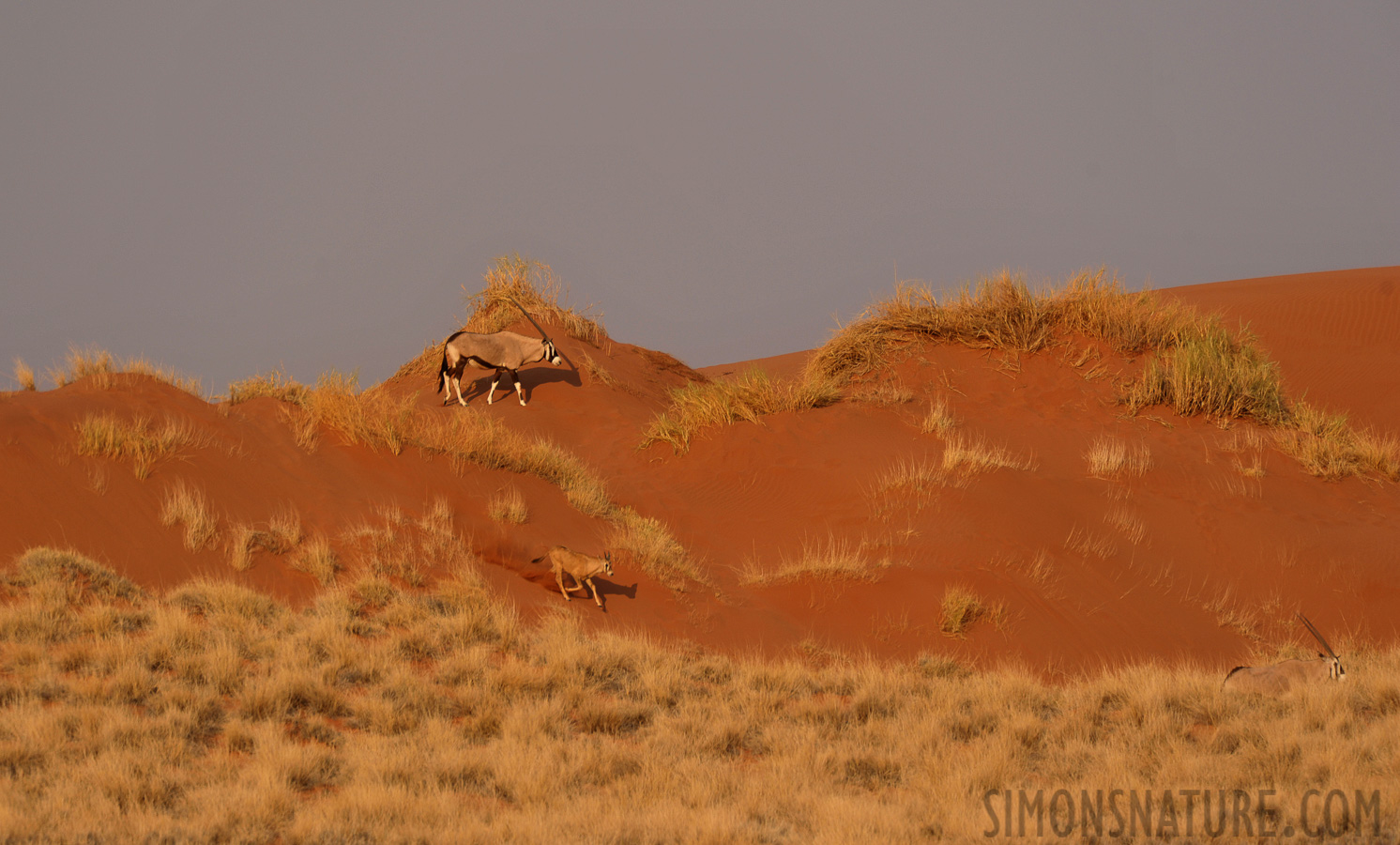 Oryx gazella [550 mm, 1/640 sec at f / 7.1, ISO 400]